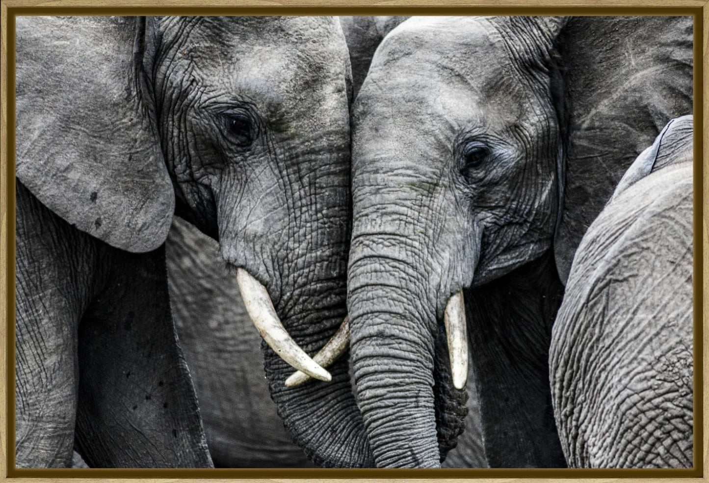 Elephant 3 | Wall Art Print - Final Touch Decor