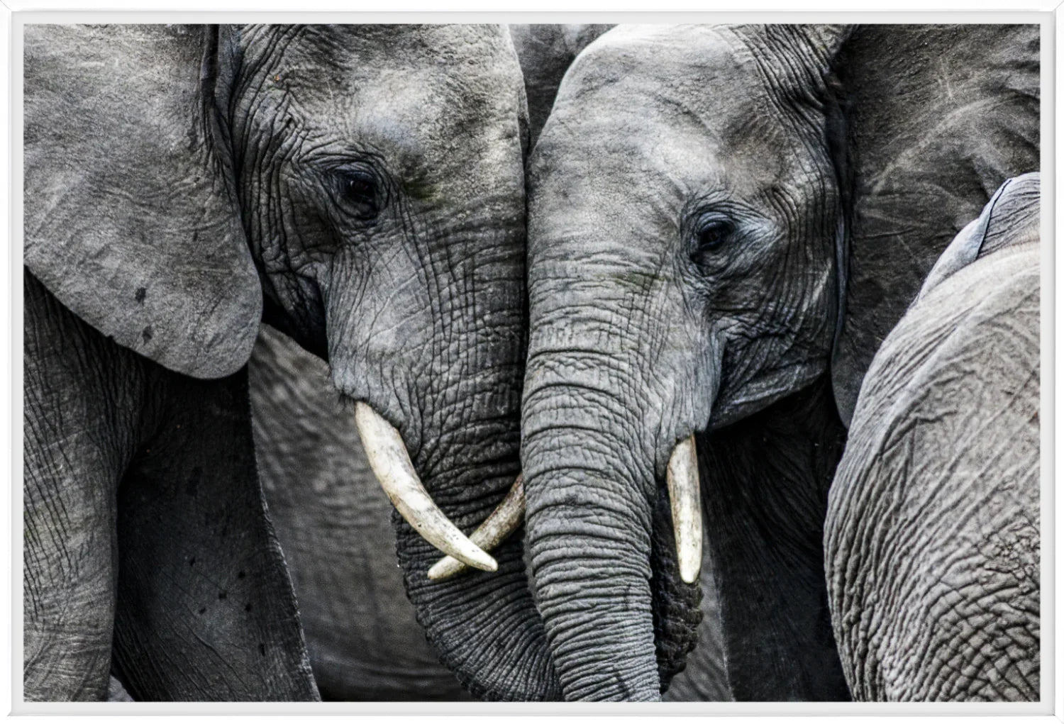 Elephant 3 | Wall Art Print - Final Touch Decor