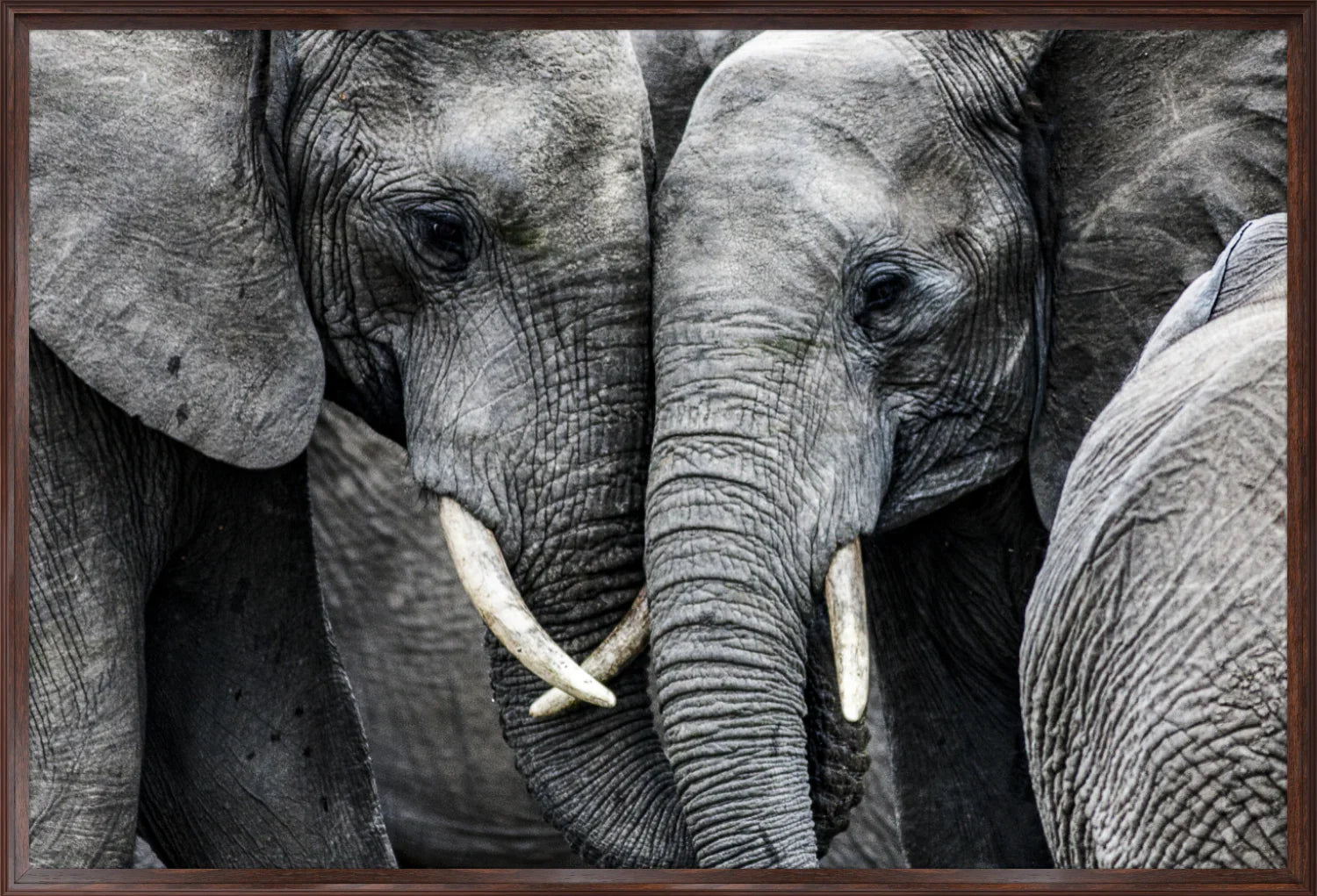 Elephant 3 | Wall Art Print - Final Touch Decor