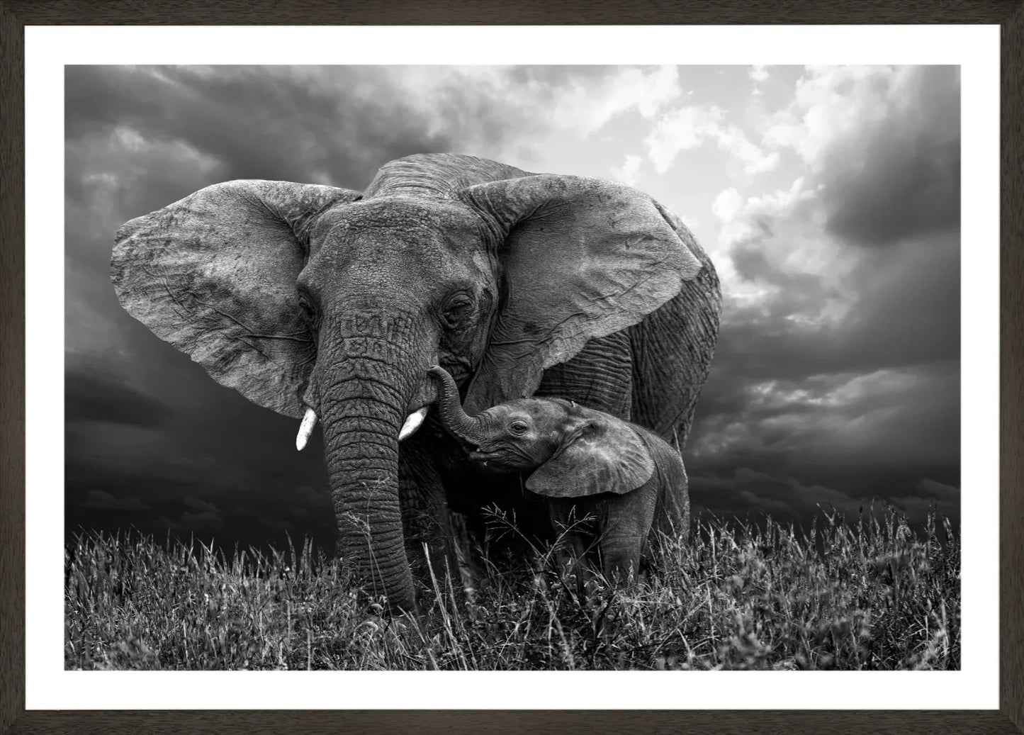 Elephant 1 | Wall Art Print - Final Touch Decor