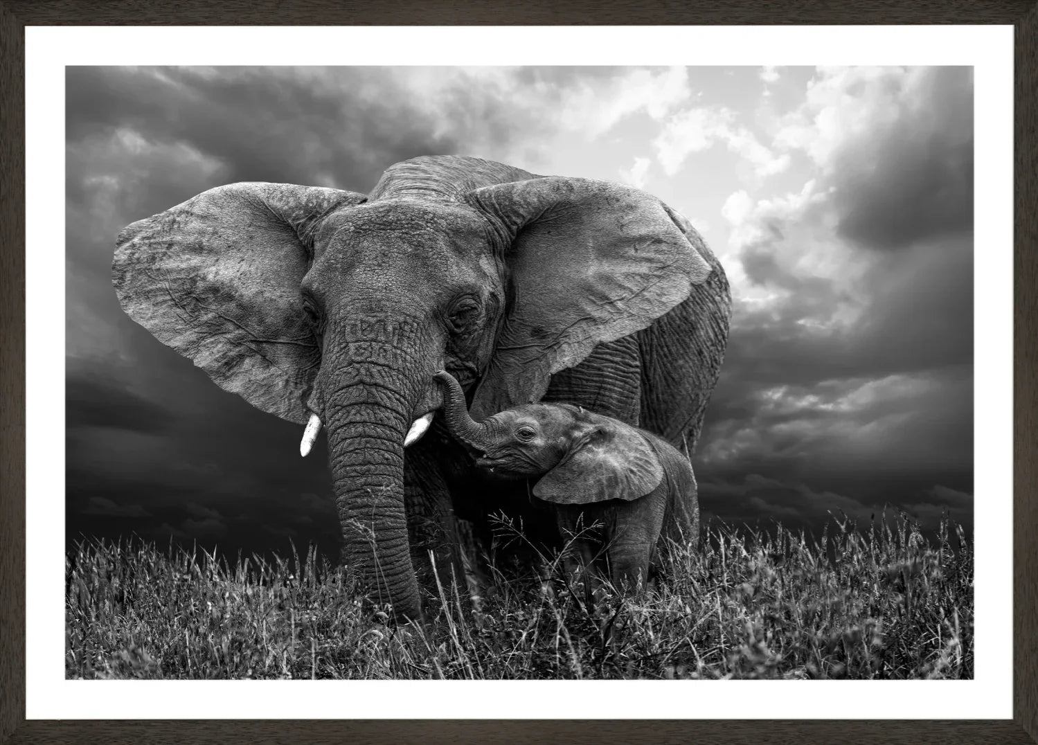 Elephant 1 | Wall Art Print - Final Touch Decor