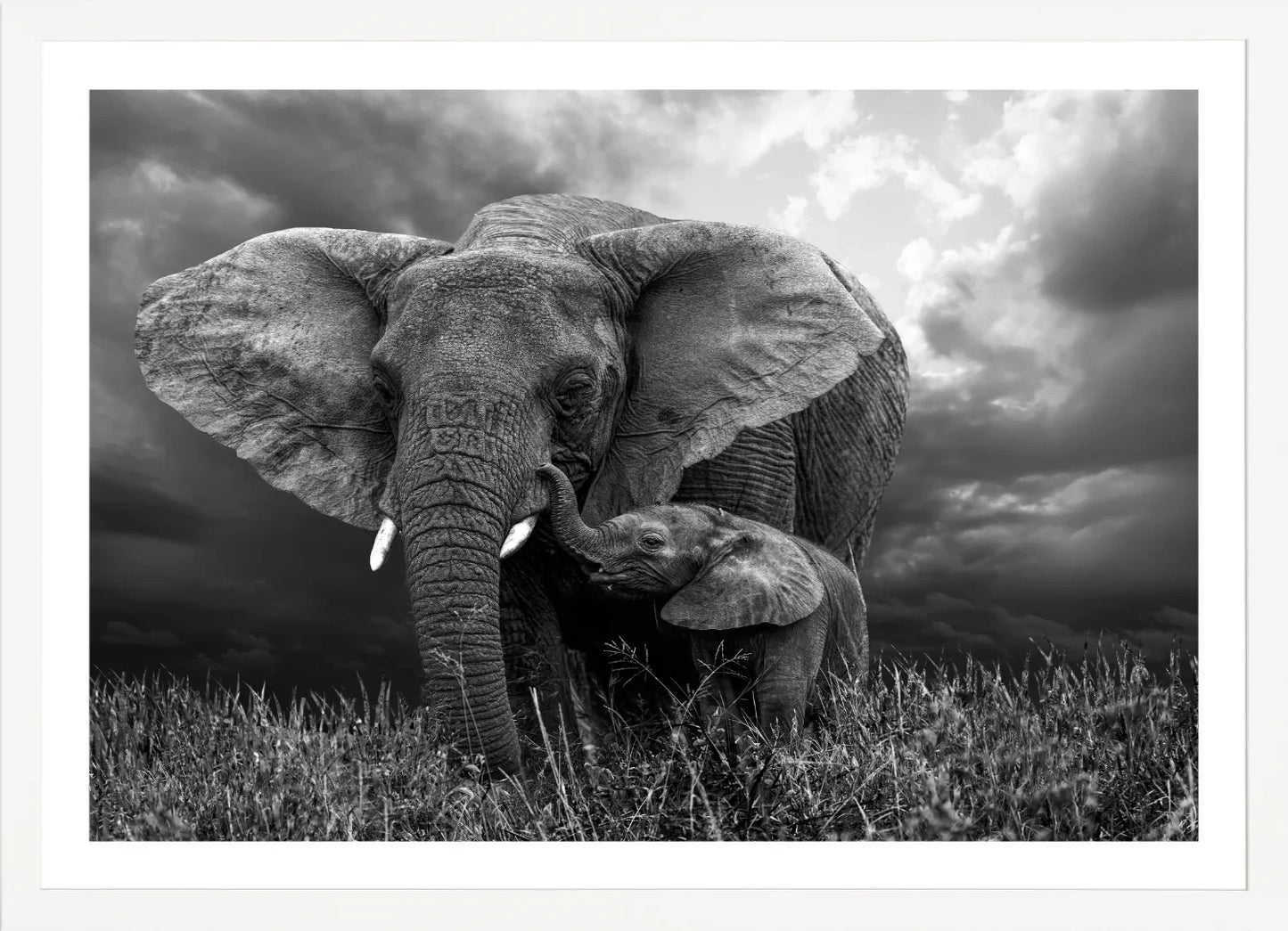 Elephant 1 | Wall Art Print - Final Touch Decor