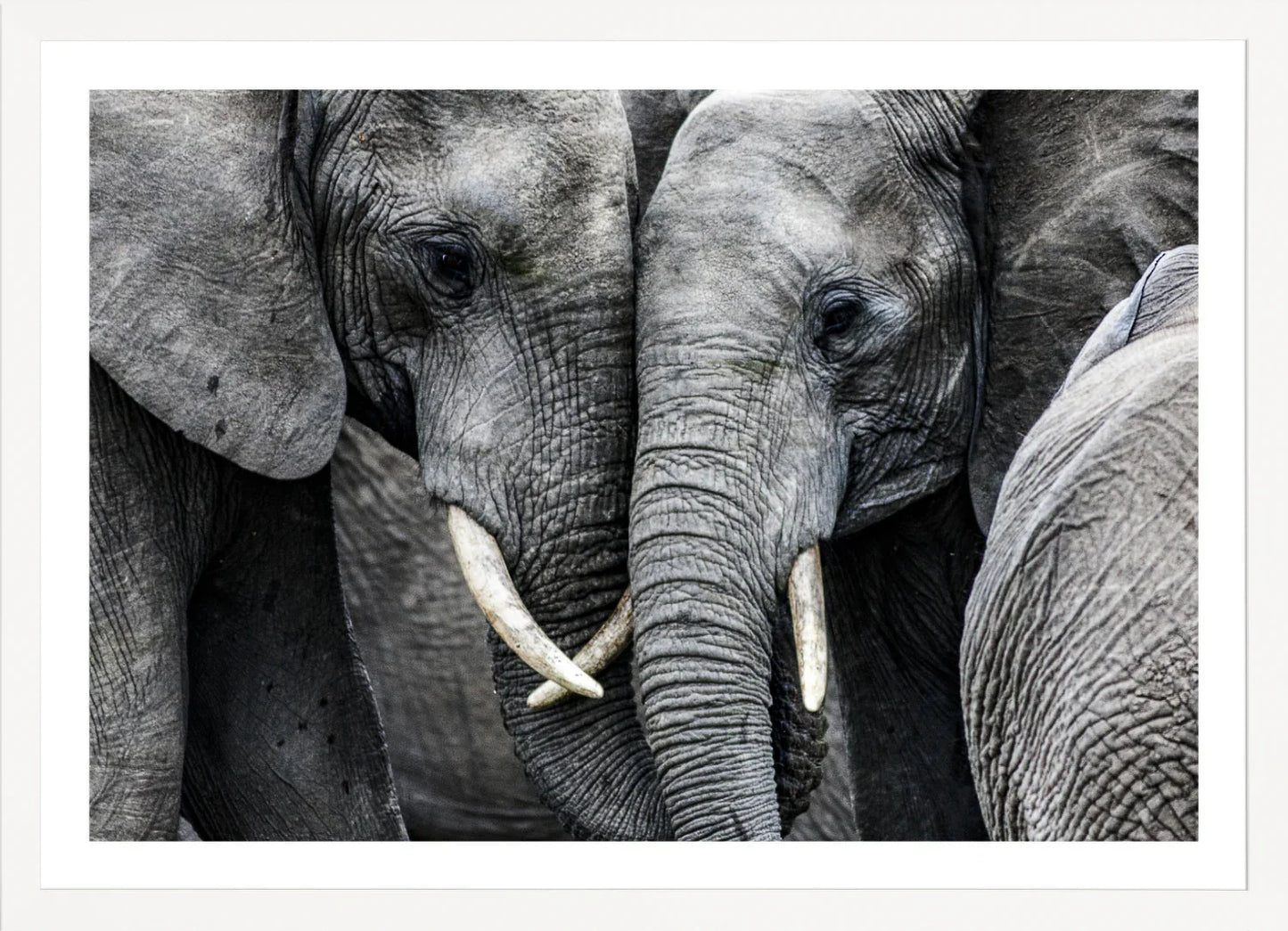Elephant 3 | Wall Art Print - Final Touch Decor