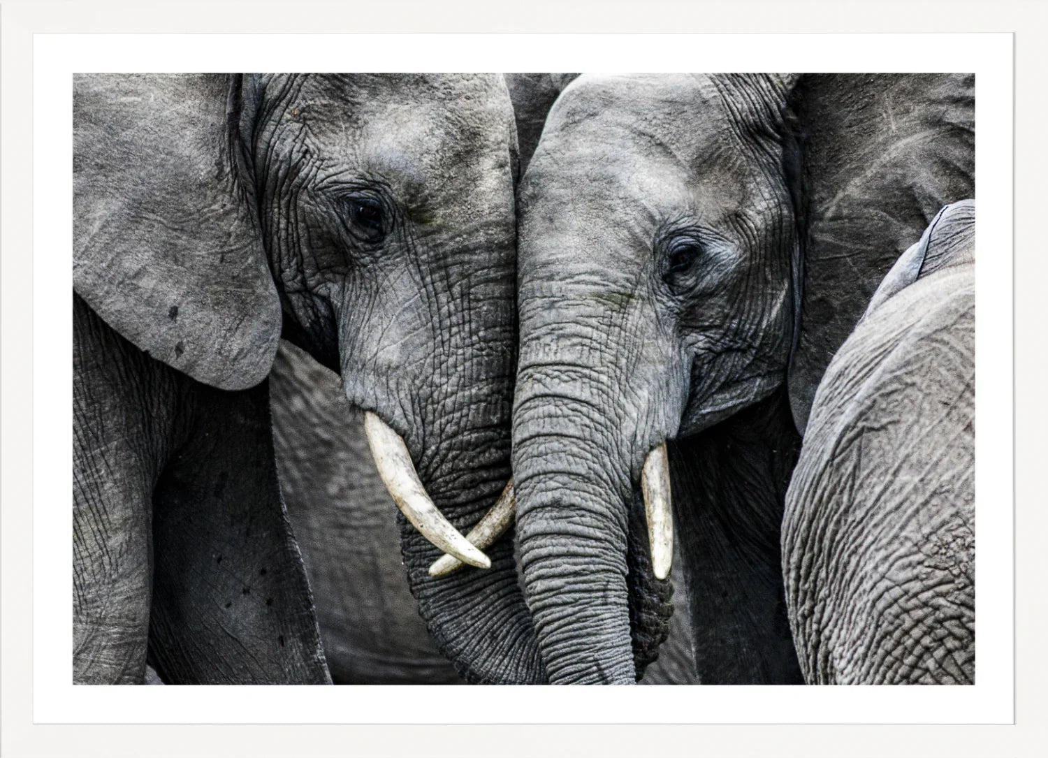Elephant 3 | Wall Art Print - Final Touch Decor