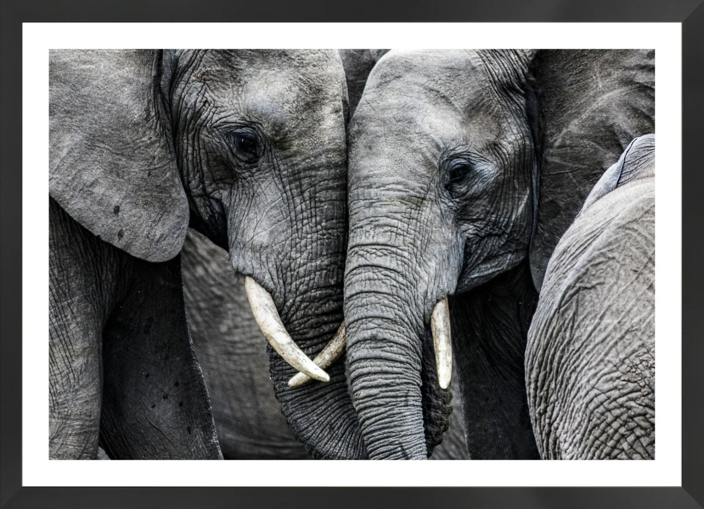 Elephant 3 | Wall Art Print - Final Touch Decor