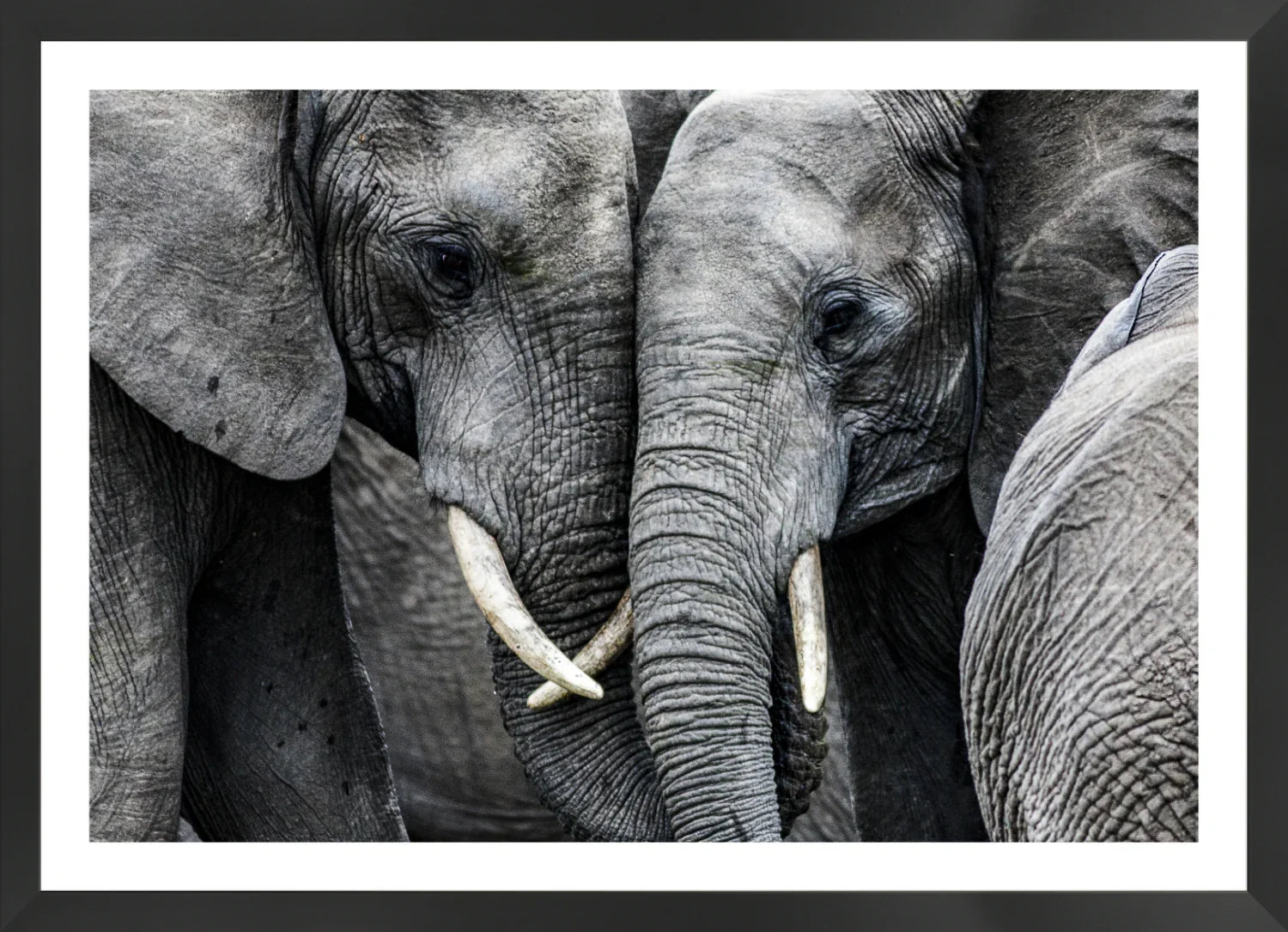 Elephant 3 | Wall Art Print - Final Touch Decor
