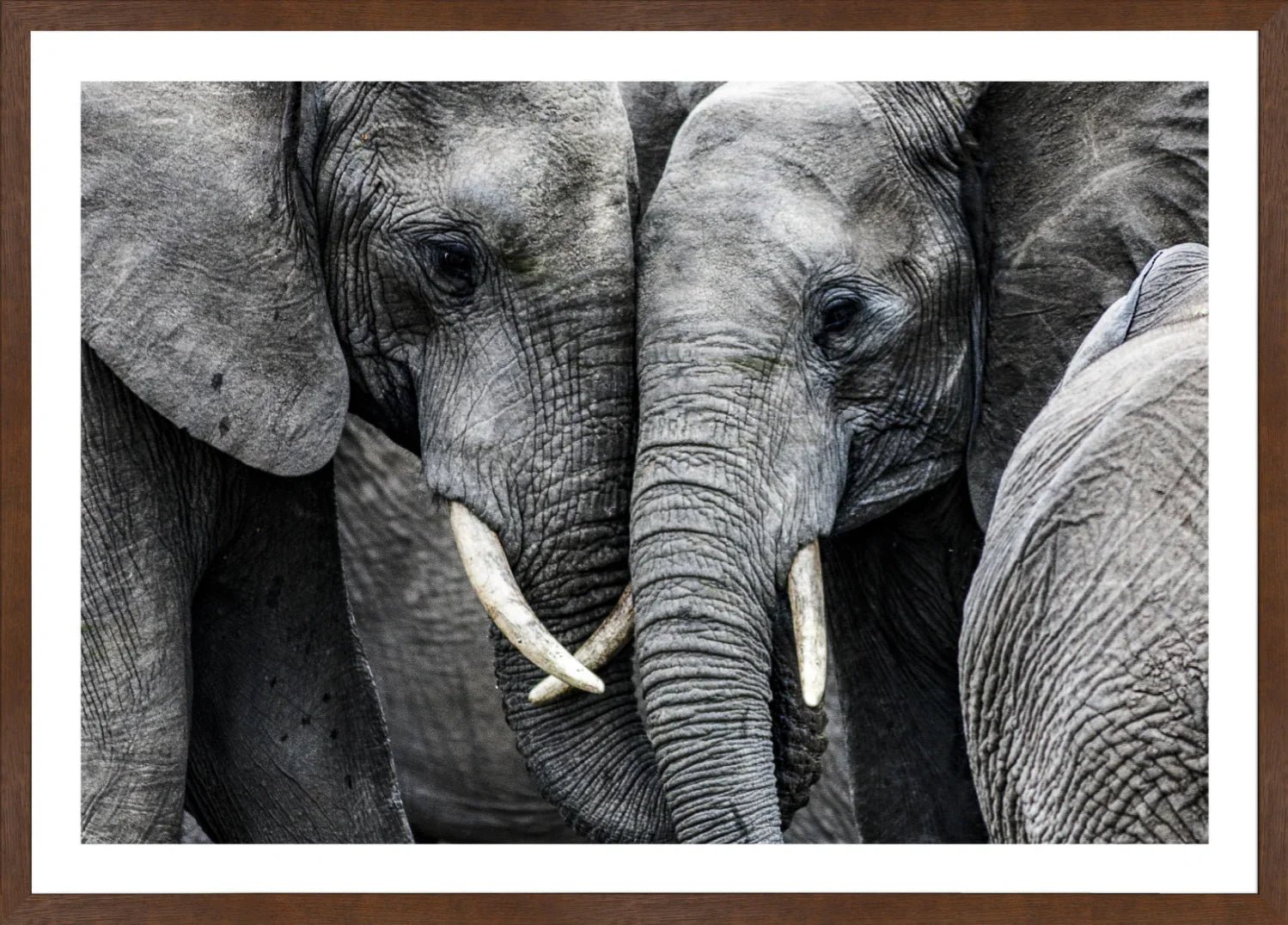 Elephant 3 | Wall Art Print - Final Touch Decor