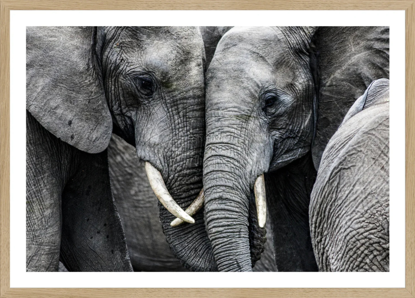 Elephant 3 | Wall Art Print - Final Touch Decor