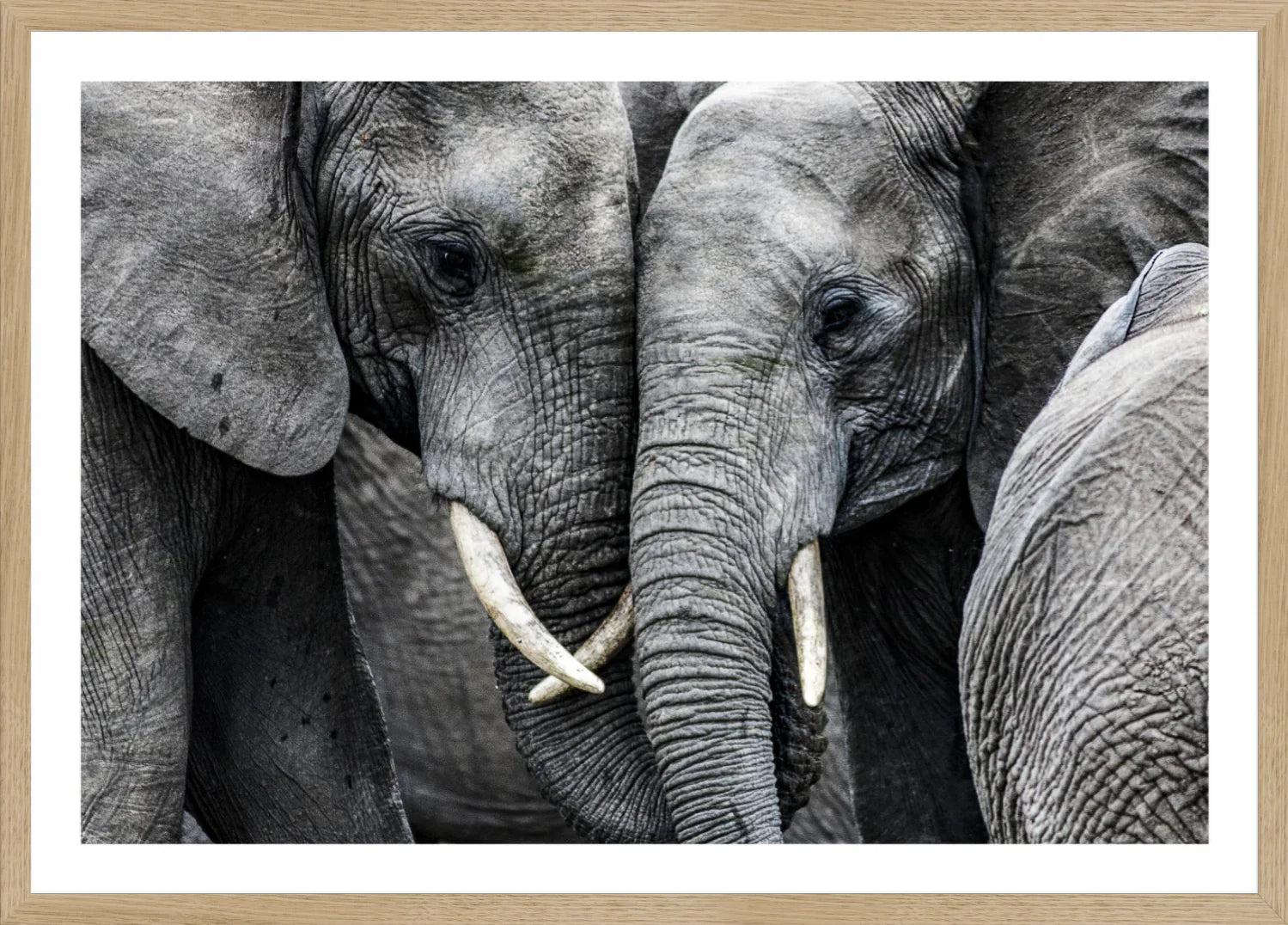 Elephant 3 | Wall Art Print - Final Touch Decor