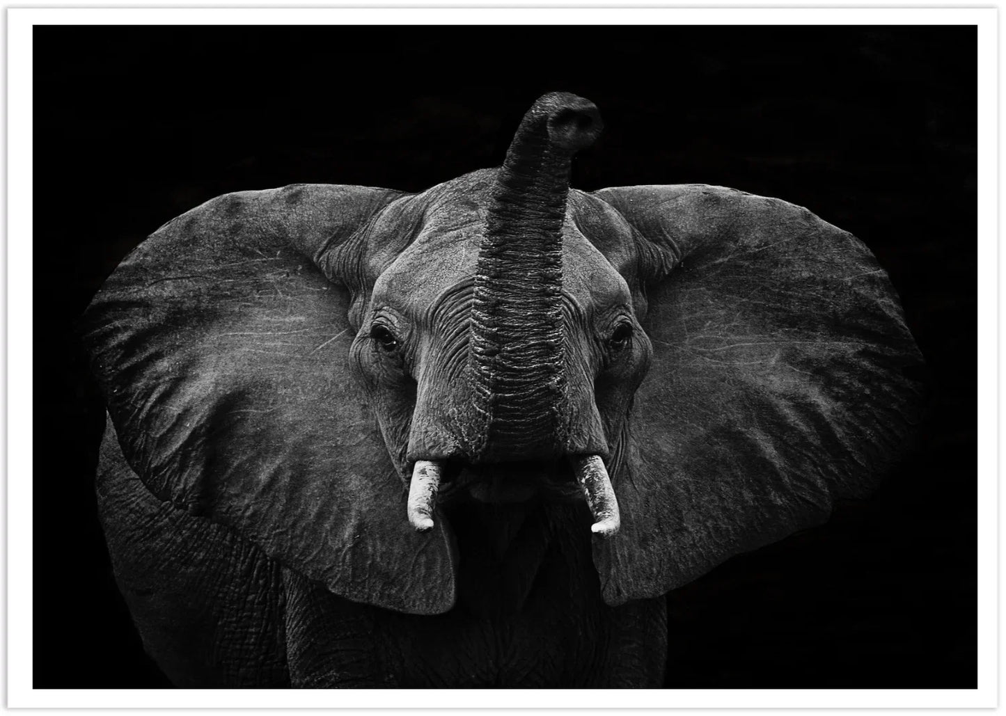 Elephant 2 | Wall Art Print - Final Touch Decor