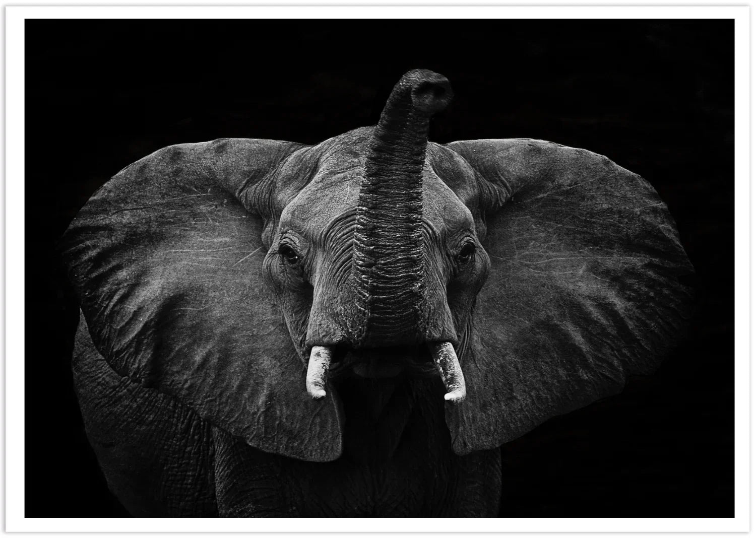 Elephant 2 | Wall Art Print - Final Touch Decor
