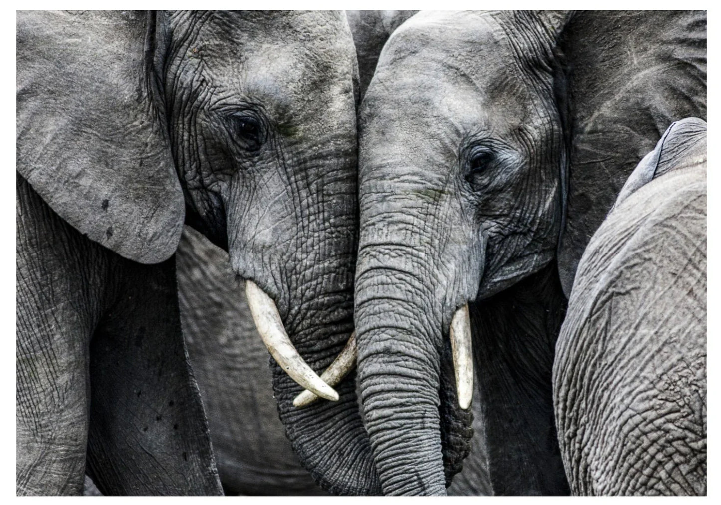 Elephant 3 | Wall Art Print - Final Touch Decor