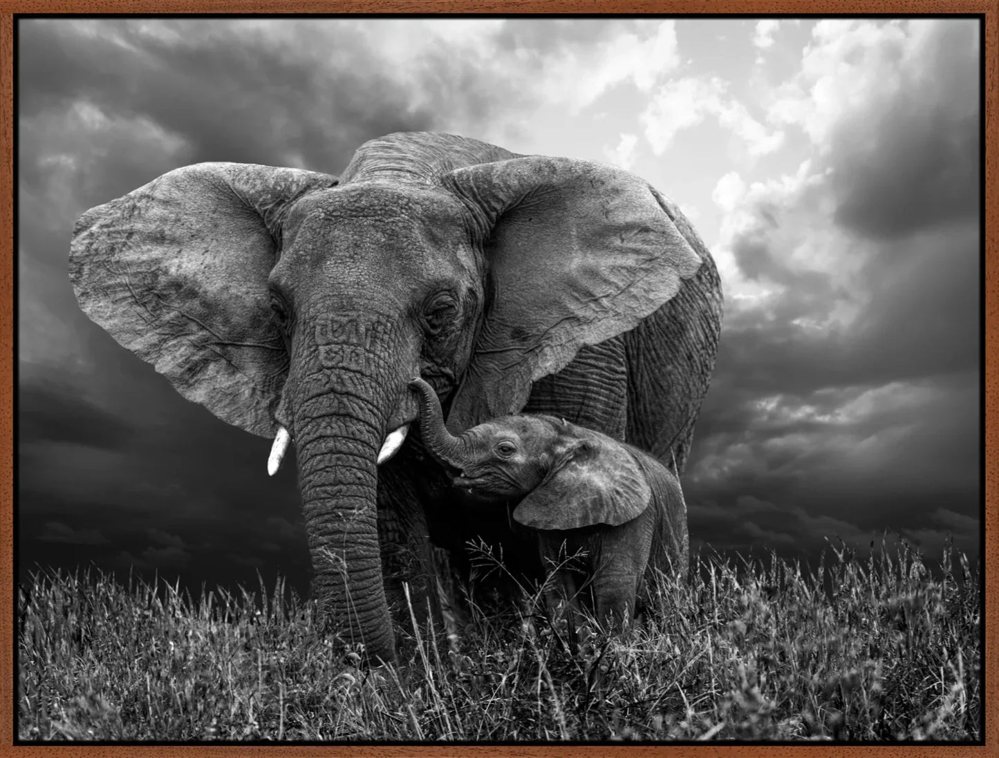 Elephant 1 | Wall Art Print - Final Touch Decor