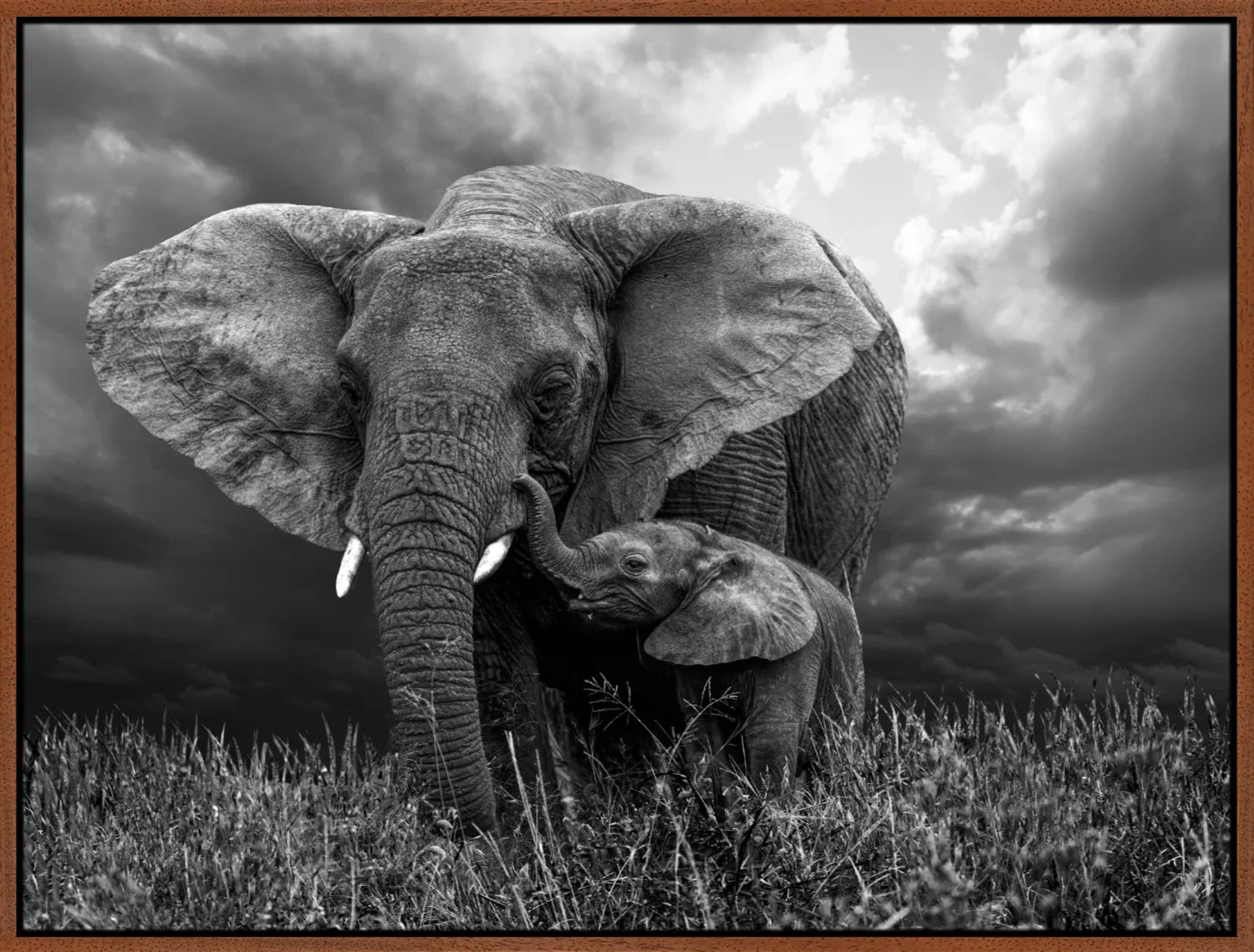 Elephant 1 | Wall Art Print - Final Touch Decor