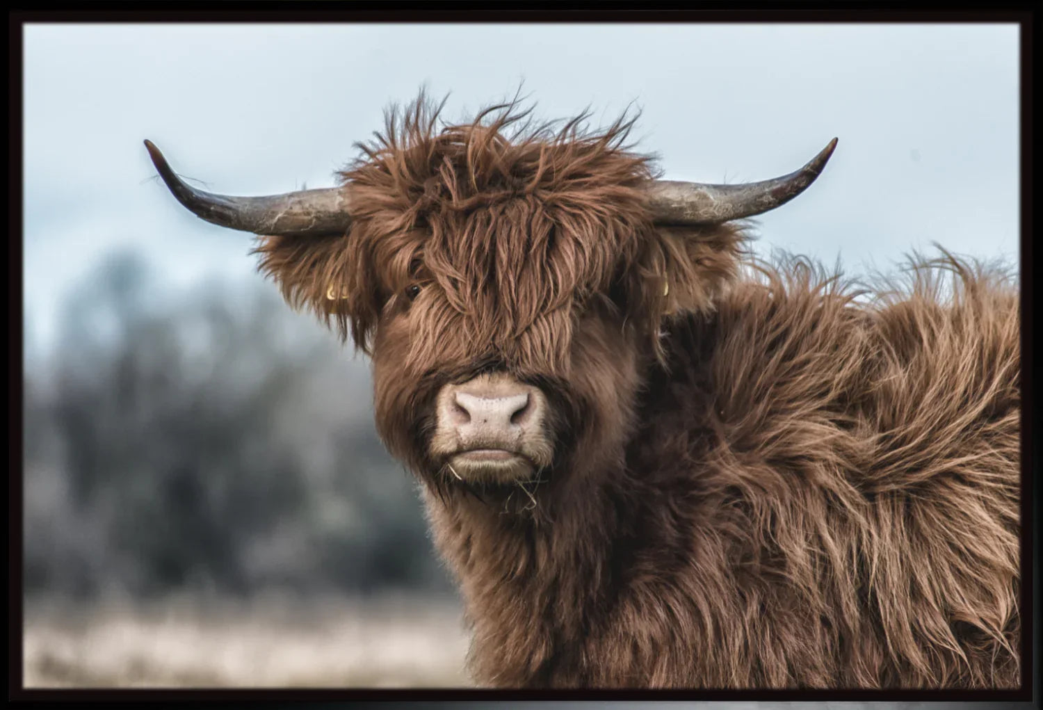 Highland Cow 2 | Wall Art Print - Final Touch Decor