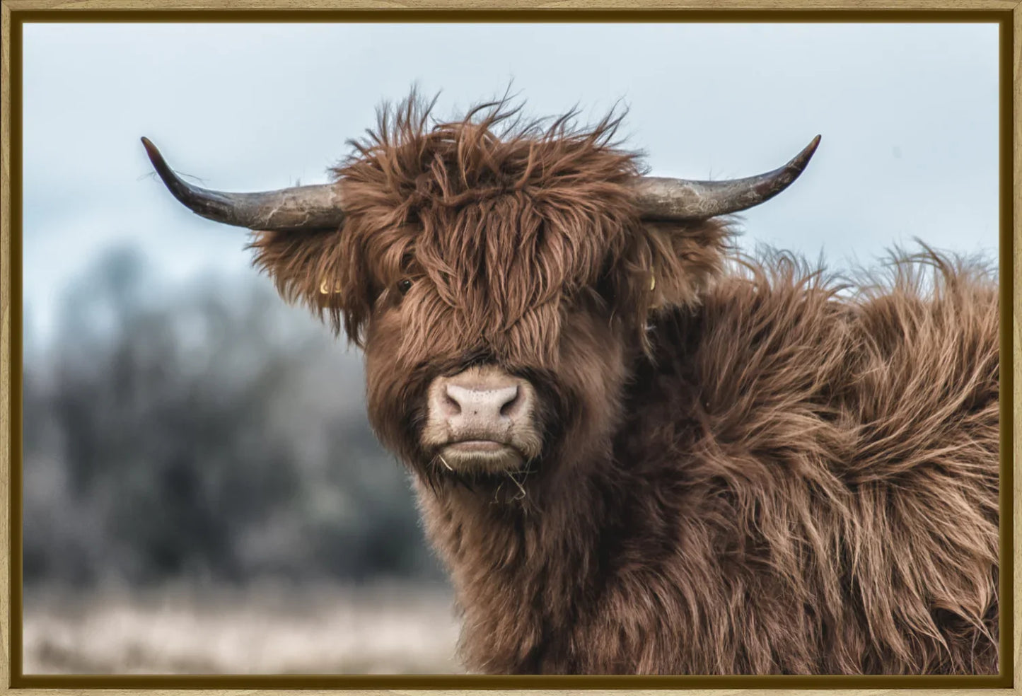 Highland Cow 2 | Wall Art Print - Final Touch Decor
