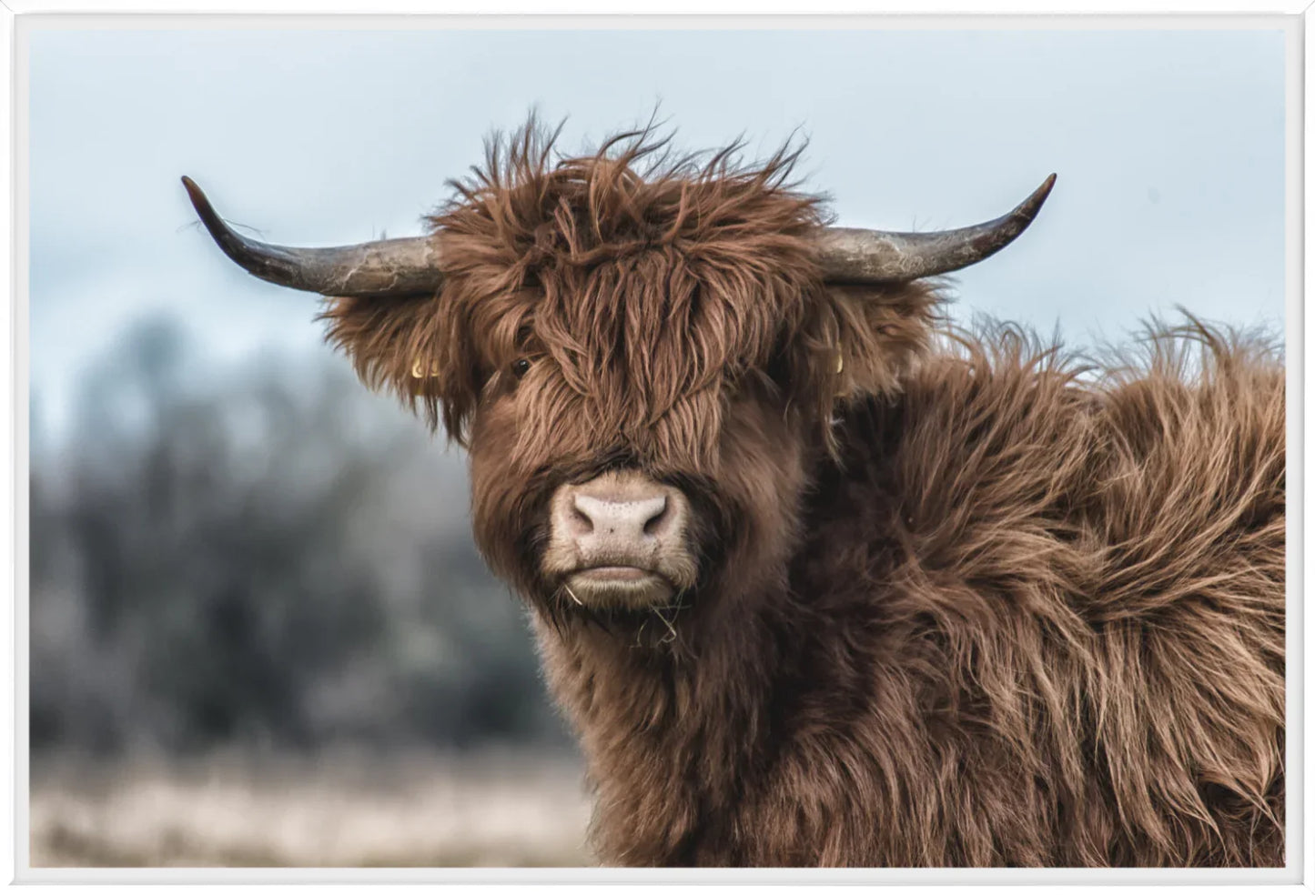Highland Cow 2 | Wall Art Print - Final Touch Decor