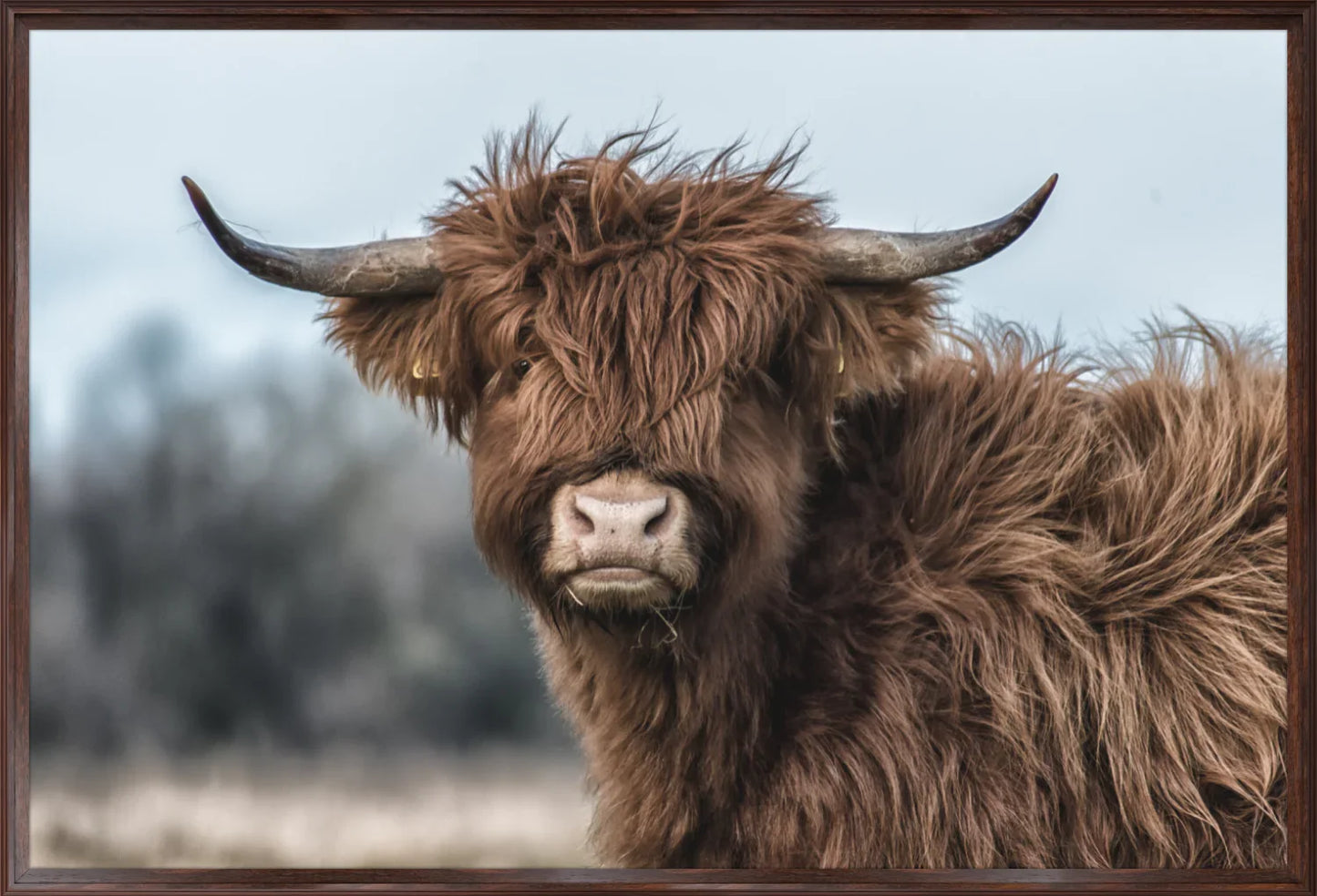 Highland Cow 2 | Wall Art Print - Final Touch Decor