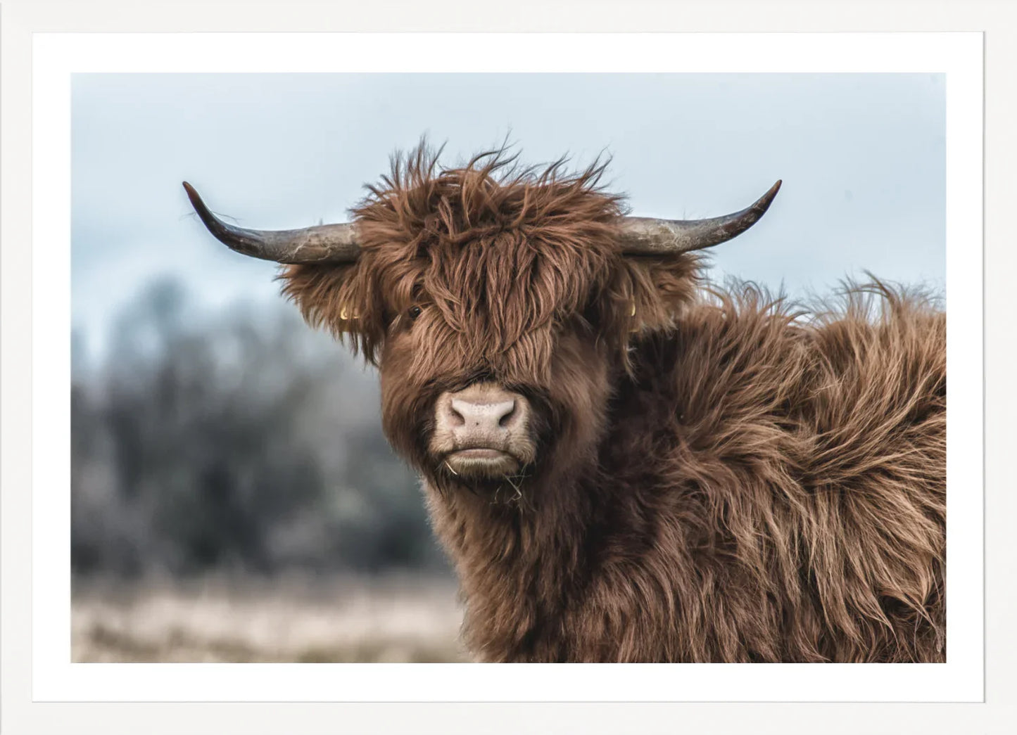 Highland Cow 2 | Wall Art Print - Final Touch Decor