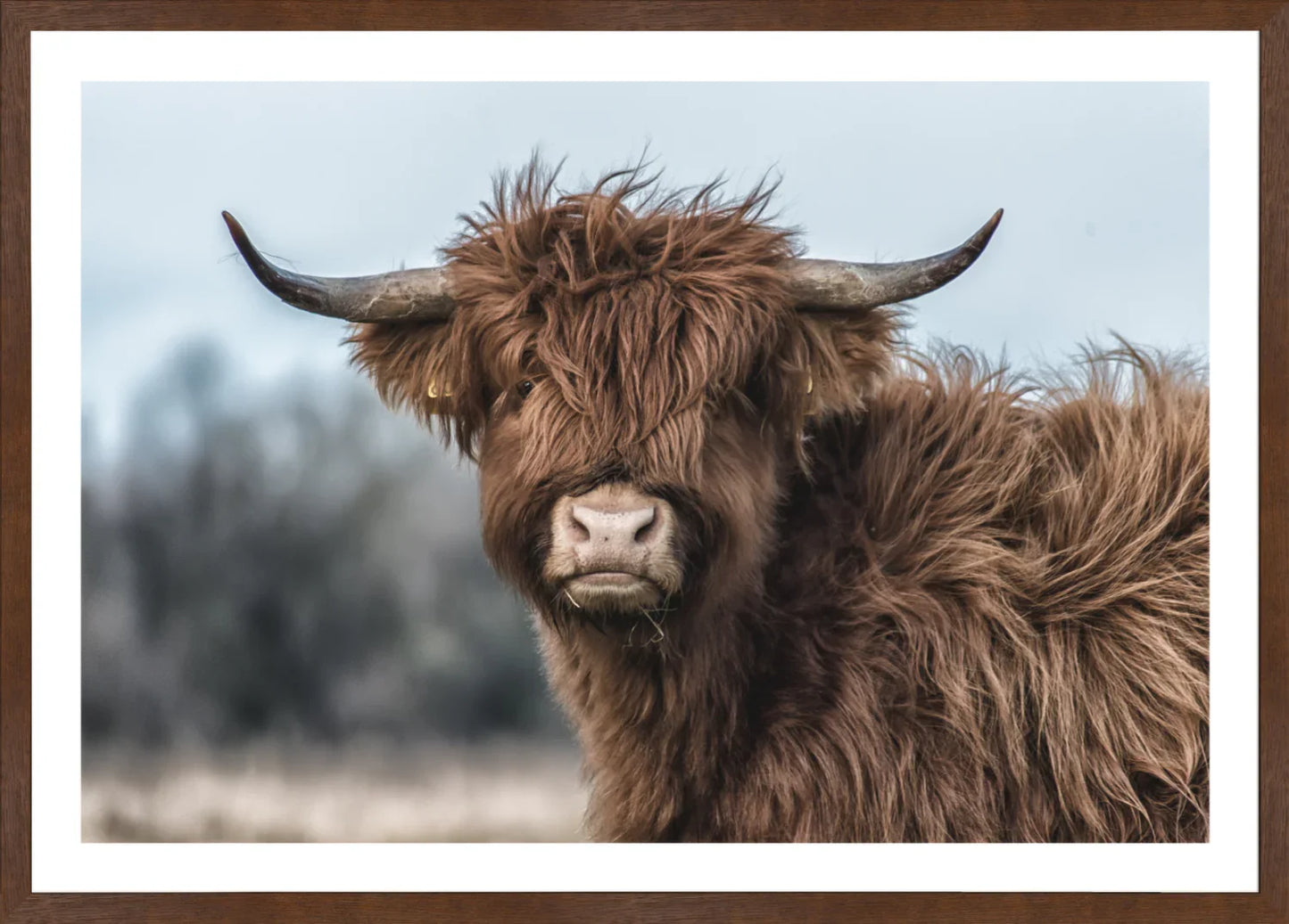 Highland Cow 2 | Wall Art Print - Final Touch Decor