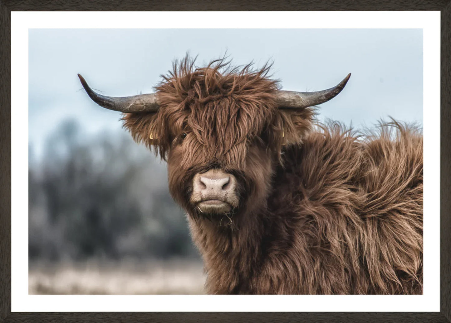 Highland Cow 2 | Wall Art Print - Final Touch Decor