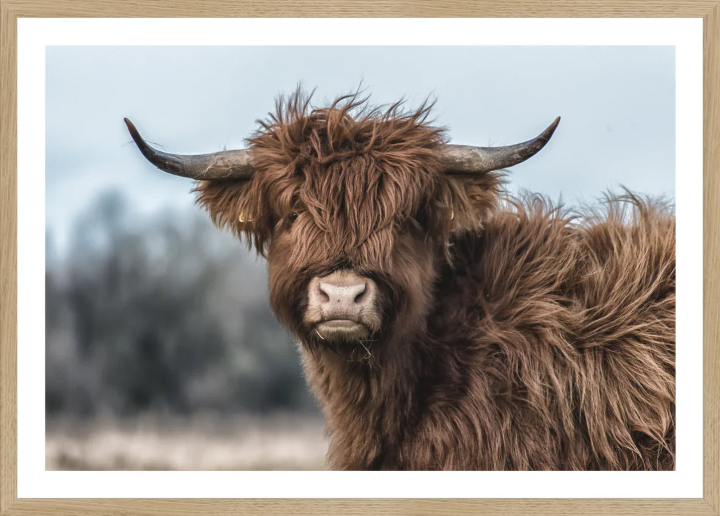 Highland Cow 2 | Wall Art Print - Final Touch Decor
