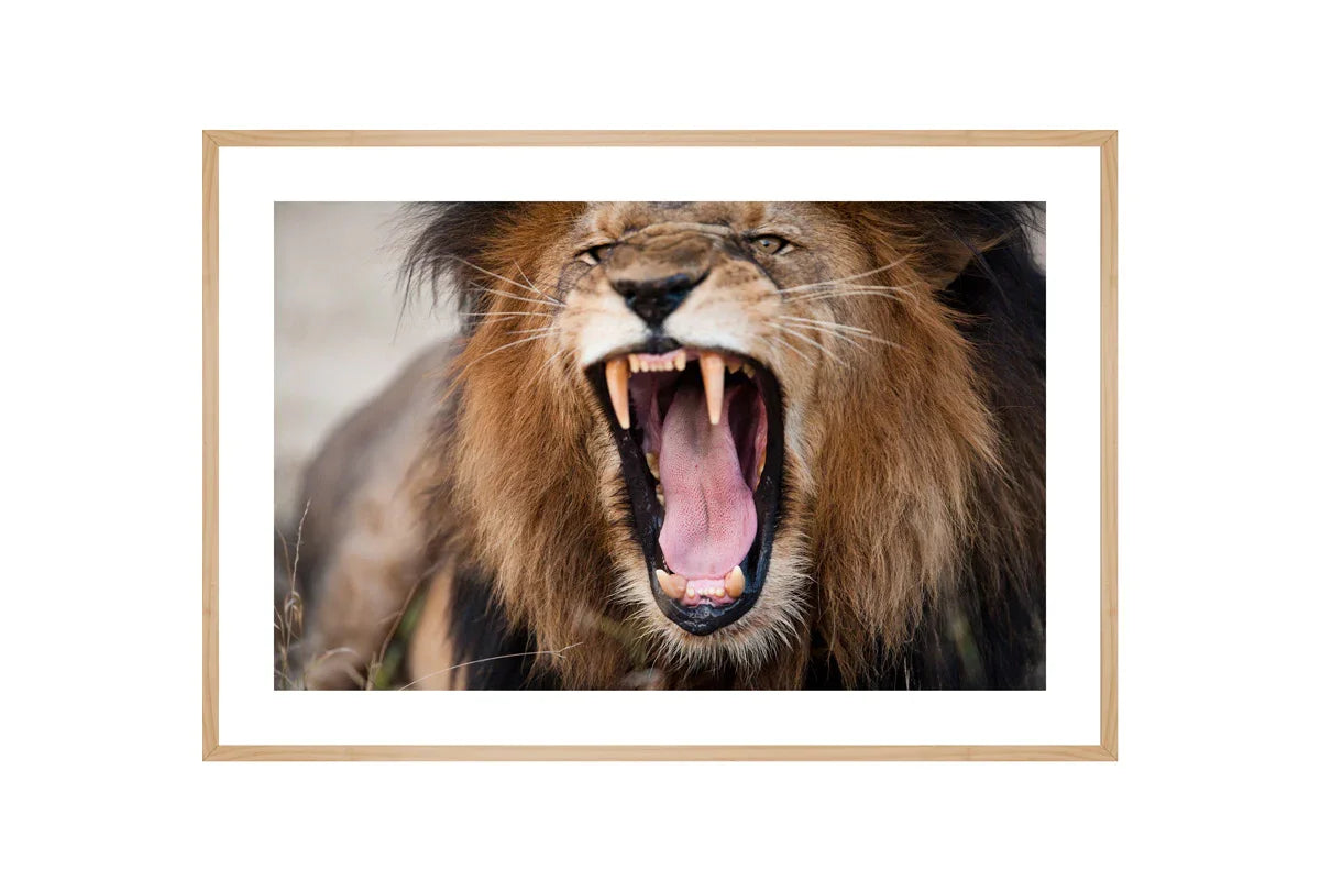 Roaring Lion | Wall Art Print - Final Touch Decor
