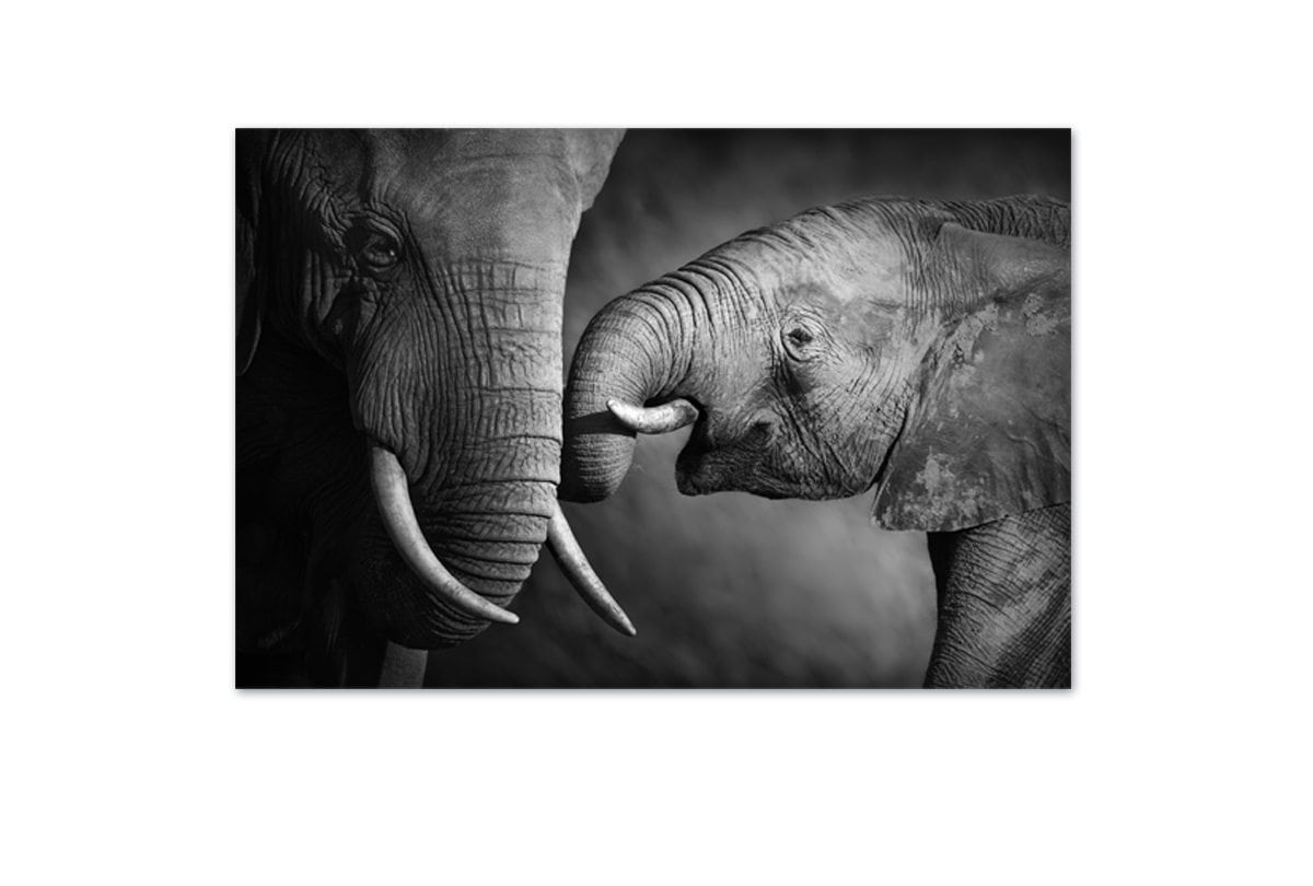 Elephant Touch | Canvas Wall Art Print - Final Touch Decor
