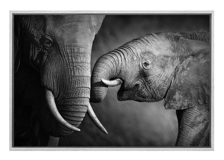 Elephant Touch | Canvas Wall Art Print - Final Touch Decor