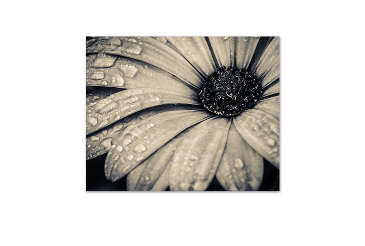 Black and White Daisy | Floral Canvas Wall Art Print - Final Touch Decor
