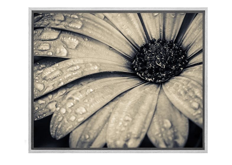 Black and White Daisy | Floral Canvas Wall Art Print - Final Touch Decor