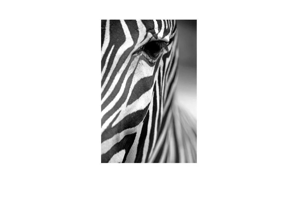 Zebra | Canvas Art Print - Final Touch Decor