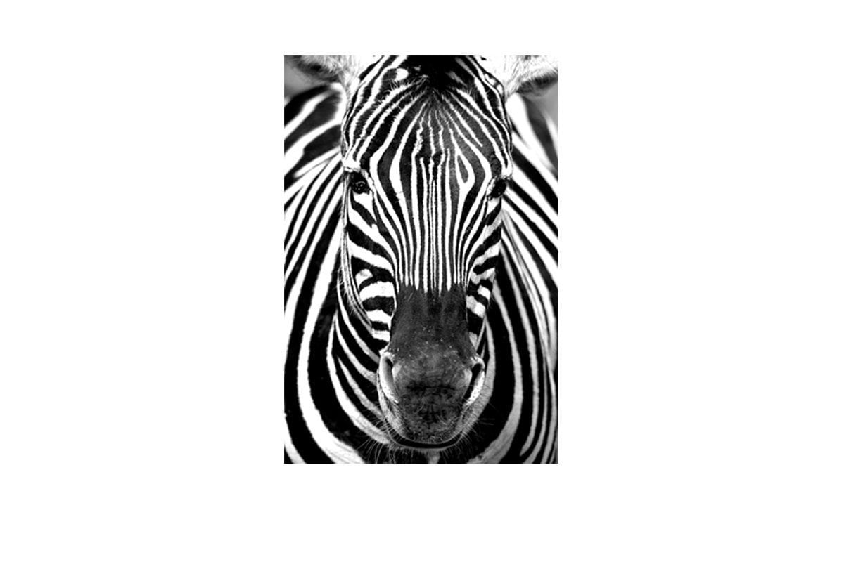 Zebra 2 | Canvas Art Print - Final Touch Decor