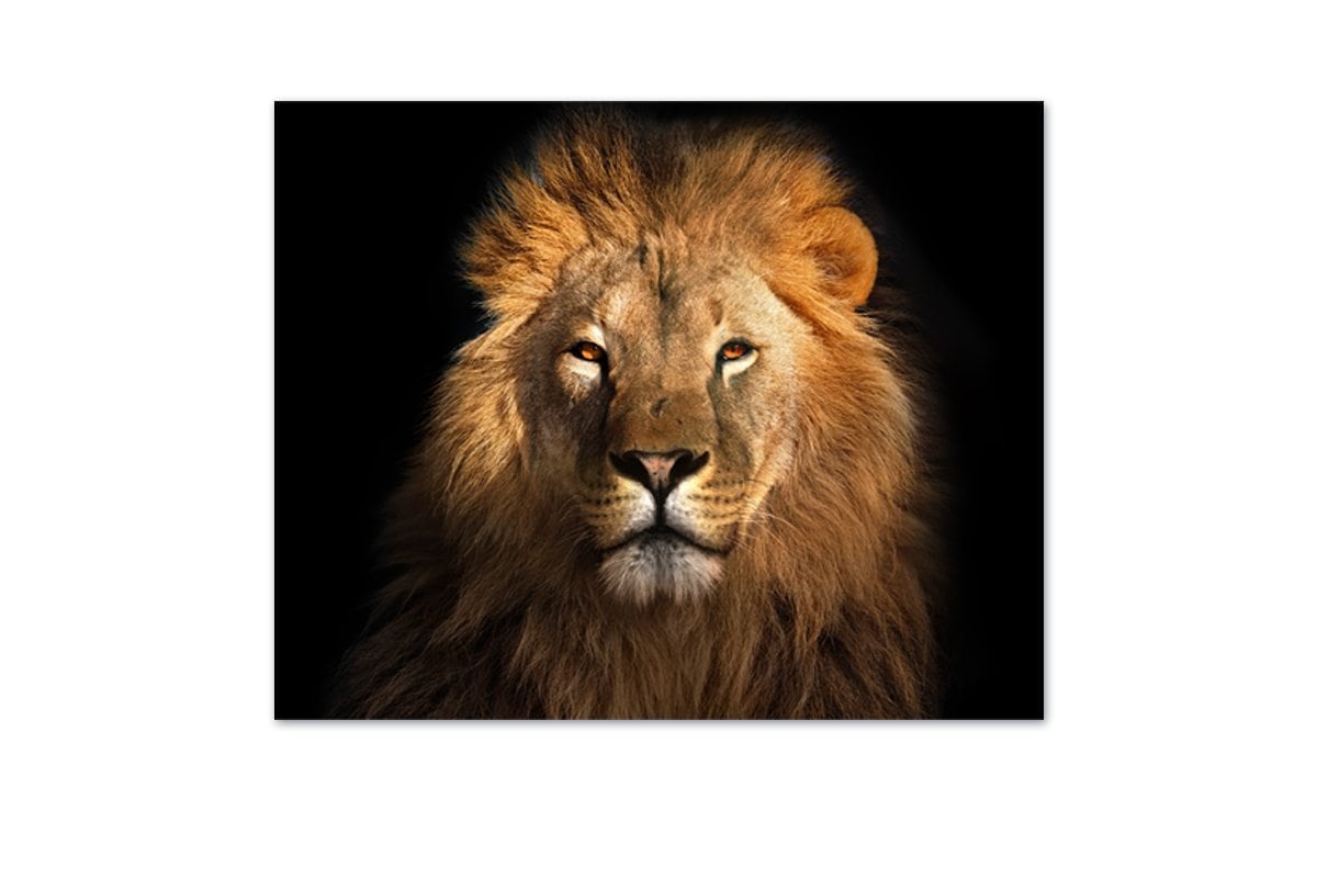 Lion 2 | Animal Canvas Wall Art Print - Final Touch Decor