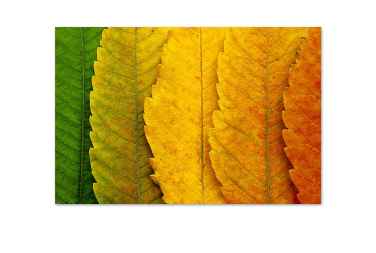 Leaves Close-up | Canvas Art Print - Final Touch Decor