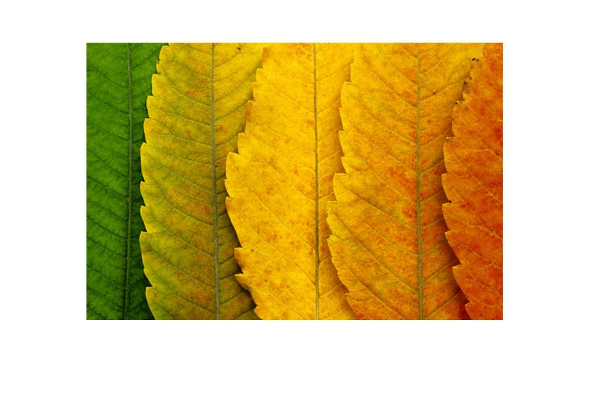 Leaves Close-up | Canvas Art Print - Final Touch Decor