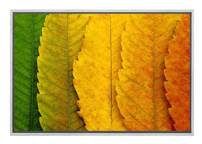 Leaves Close-up | Canvas Art Print - Final Touch Decor