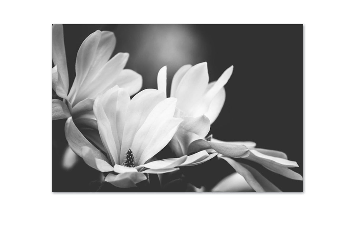 Mono Tone Bloom | Canvas Art Print - Final Touch Decor