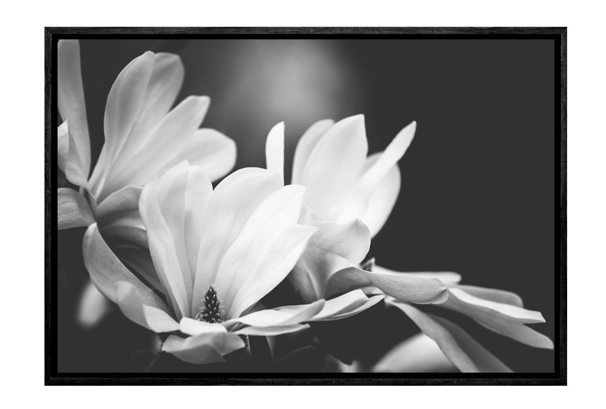 Mono Tone Bloom | Canvas Art Print - Final Touch Decor