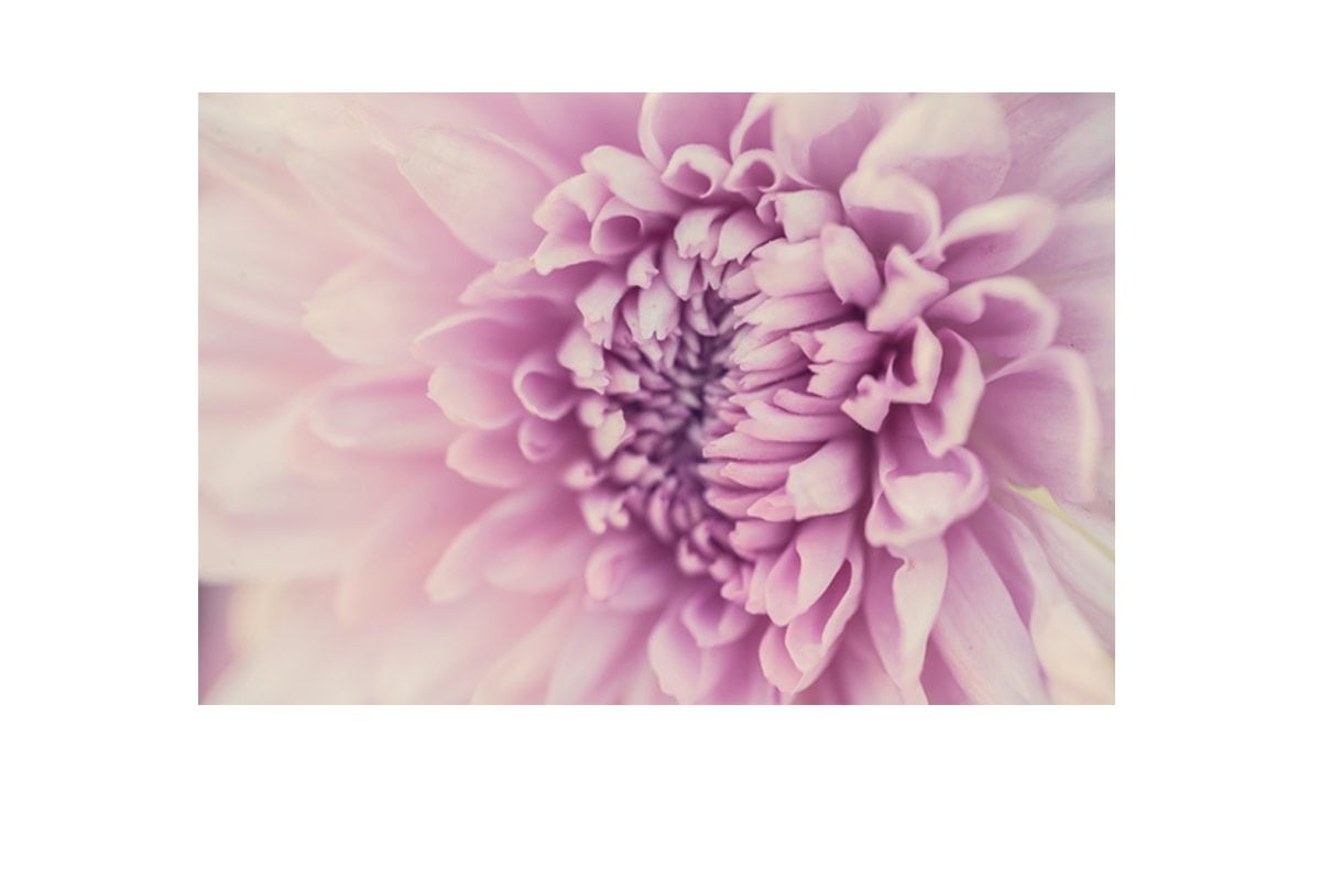 Lilac Bloom | Canvas Art Print - Final Touch Decor