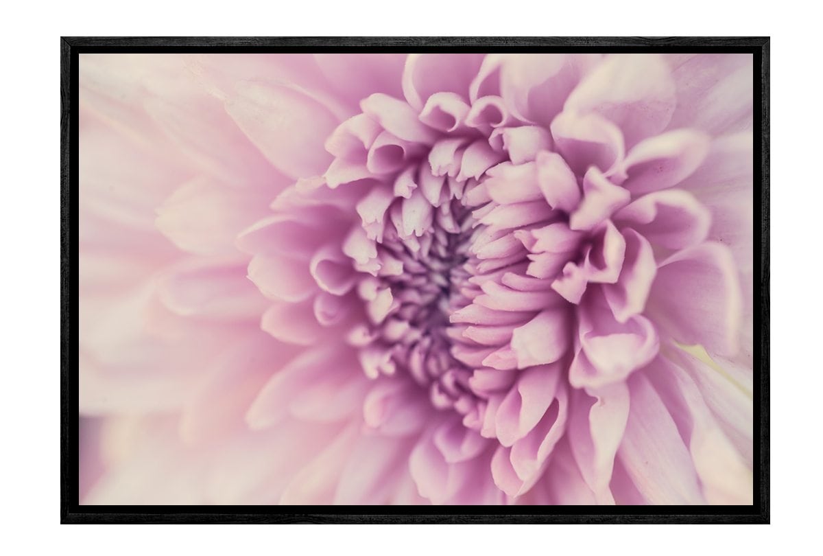 Lilac Bloom | Canvas Art Print - Final Touch Decor