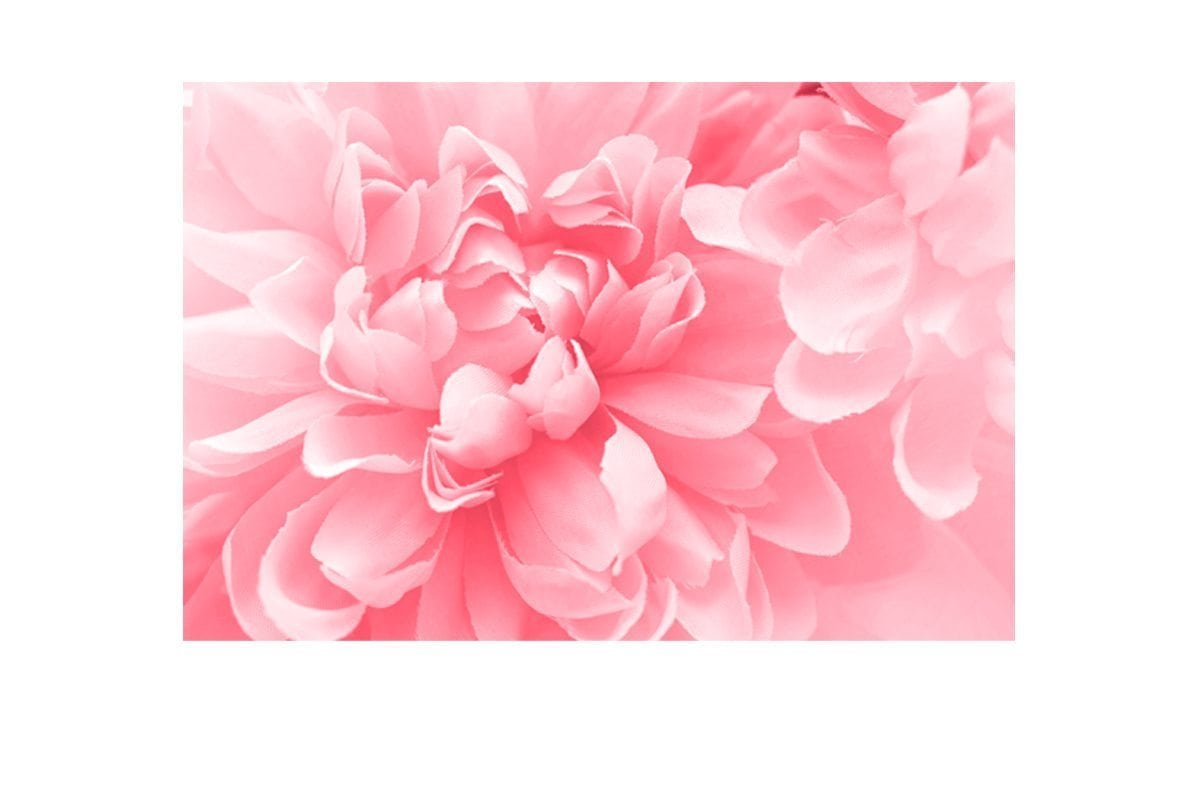 Pink Bloom 4 | Canvas Art Print - Final Touch Decor