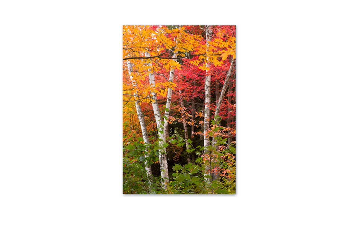 Autumn Forest 3 | Canvas Wall Art Print - Final Touch Decor