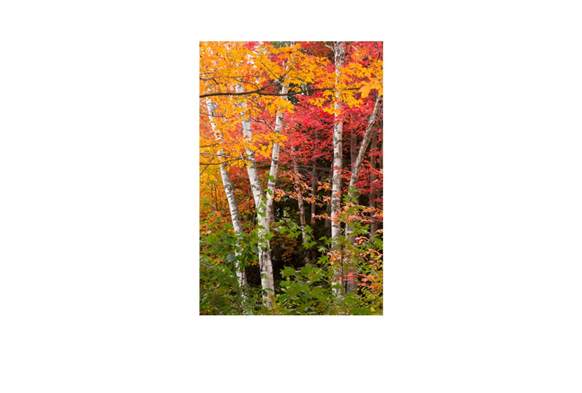 Autumn Forest 3 | Canvas Wall Art Print - Final Touch Decor