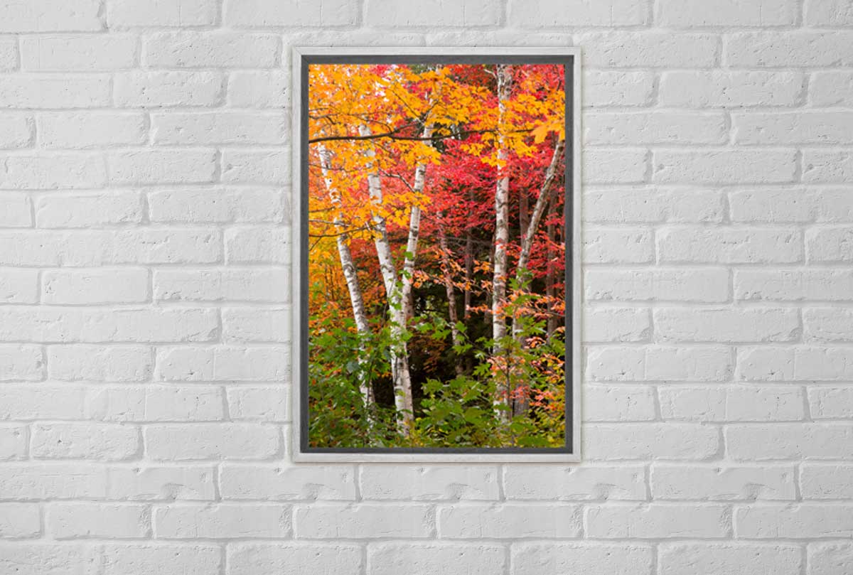 Autumn Forest 3 | Canvas Wall Art Print - Final Touch Decor