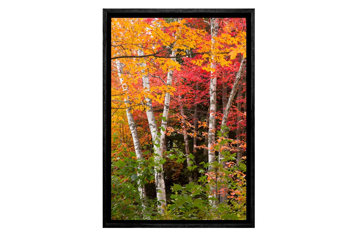 Autumn Forest 3 | Canvas Wall Art Print - Final Touch Decor