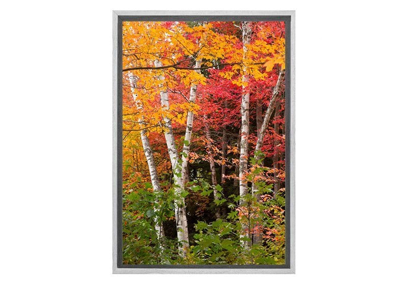 Autumn Forest 3 | Canvas Wall Art Print - Final Touch Decor
