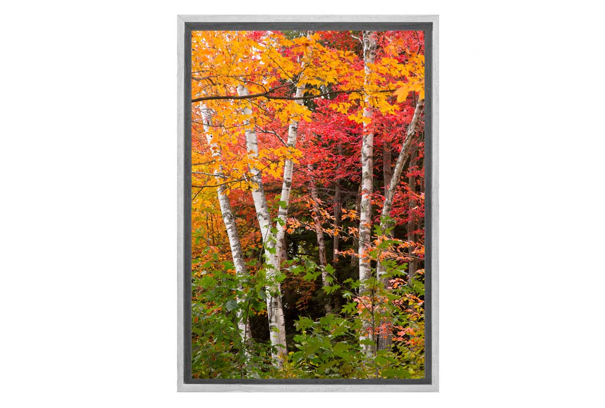 Autumn Forest 3 | Canvas Wall Art Print - Final Touch Decor