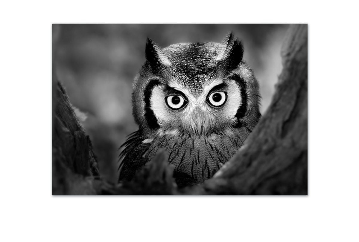 Owl Black and White | Canvas Art Print - Final Touch Decor