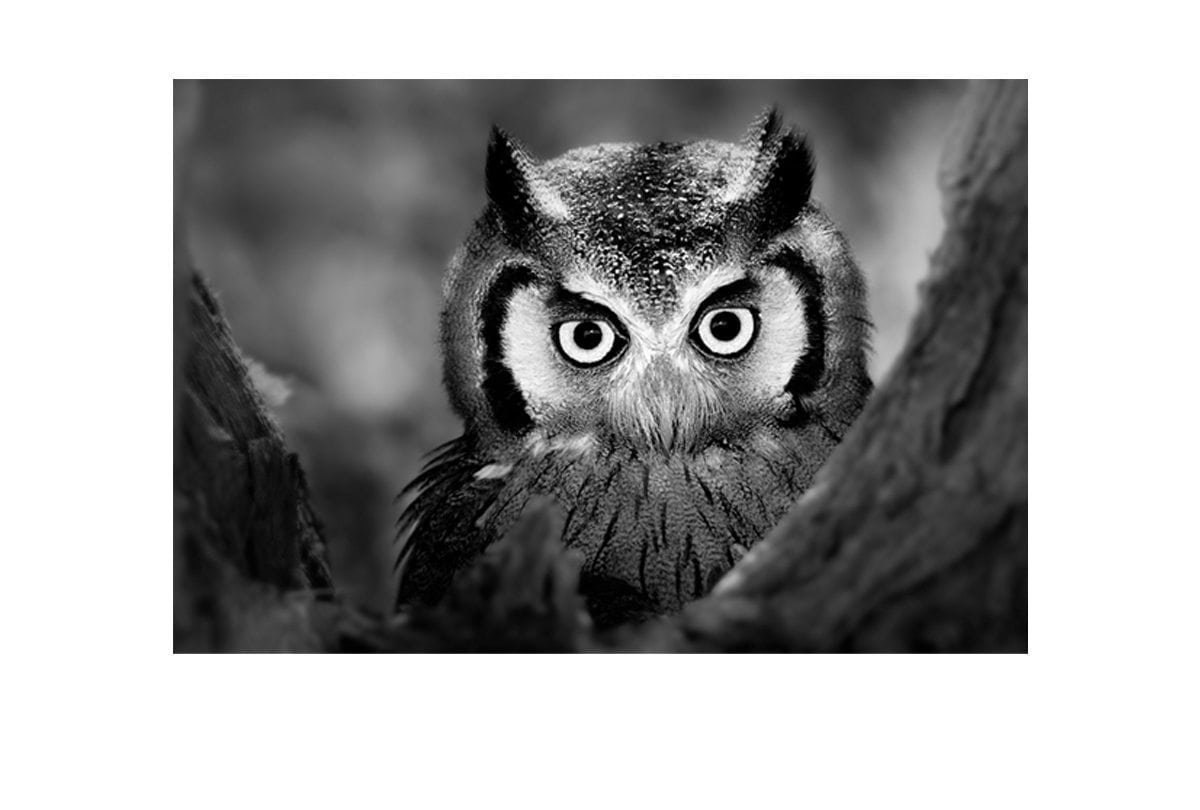 Owl Black and White | Canvas Art Print - Final Touch Decor